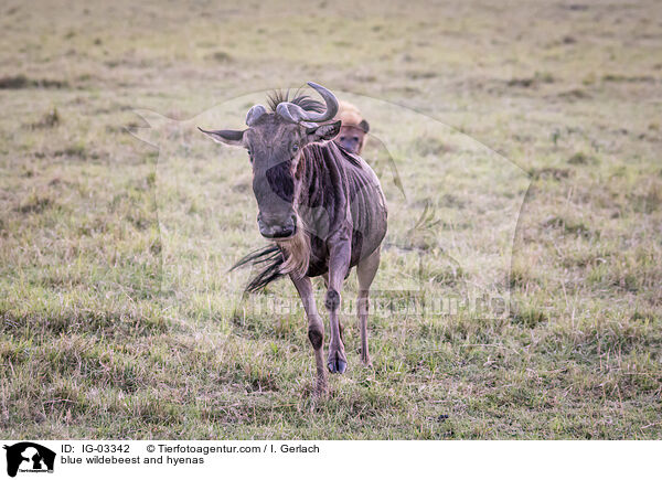 blue wildebeest and hyenas / IG-03342