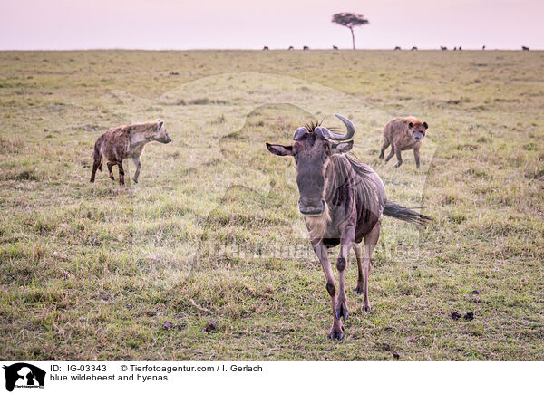 Streifengnu und Hynen / blue wildebeest and hyenas / IG-03343