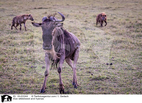 Streifengnu und Hynen / blue wildebeest and hyenas / IG-03344