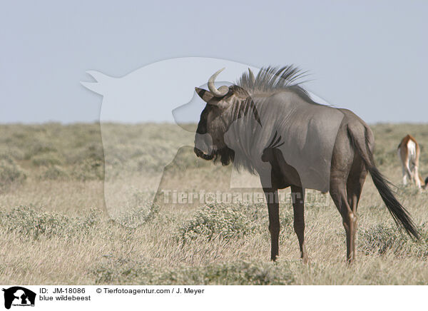 Streifengnu / blue wildebeest / JM-18086