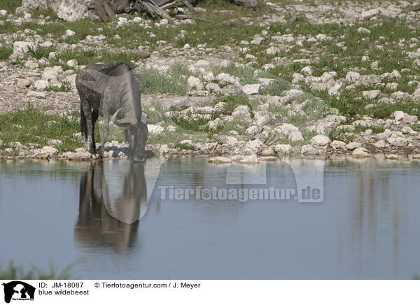 blue wildebeest / JM-18087