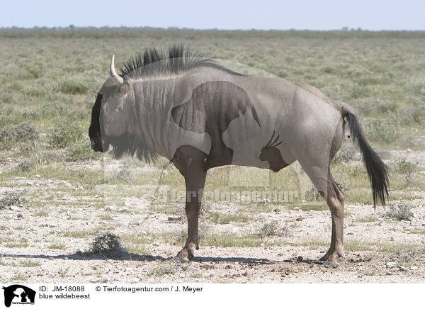 Streifengnu / blue wildebeest / JM-18088