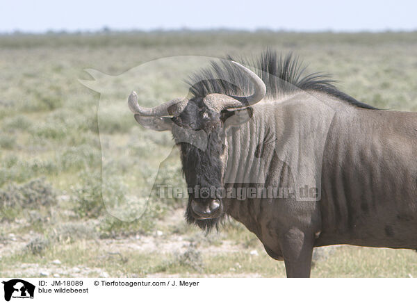 Streifengnu / blue wildebeest / JM-18089