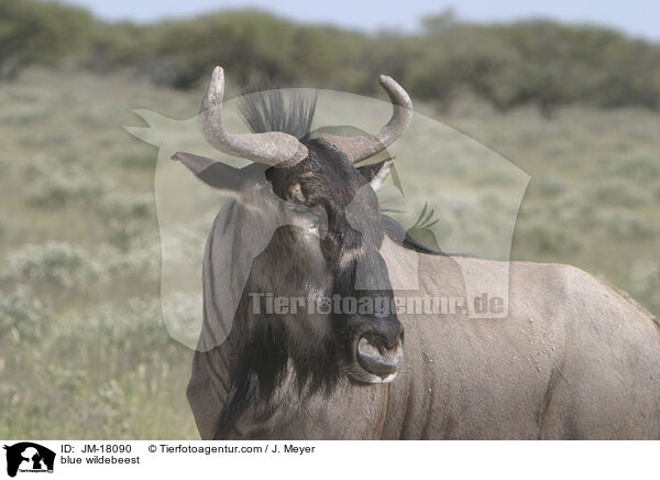Streifengnu / blue wildebeest / JM-18090