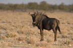 blue wildebeest