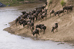 migration of blue wildebeest