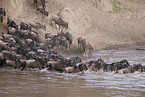 migration of blue wildebeest