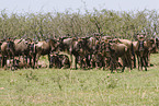 migration of blue wildebeest