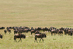 migration of blue wildebeest