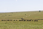 migration of blue wildebeest