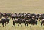 migration of blue wildebeest