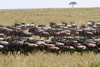 migration of blue wildebeest