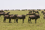 migration of blue wildebeest