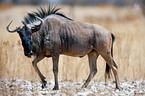 blue wildebeest