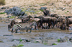 blue wildebeests and plains zebra