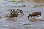 blue wildebeests and plains zebra