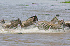 blue wildebeests and plains zebras