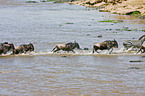 blue wildebeests and plains zebras