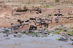 blue wildebeests and plains zebras