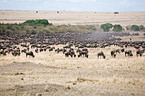 blue wildebeests