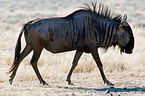 blue wildebeest