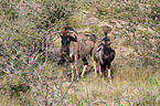 blue wildebeests