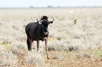 blue wildebeest