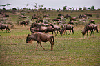 blue wildebeests