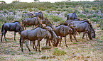 blue wildebeests