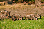 blue wildebeests