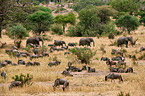 blue wildebeests and africal elephants