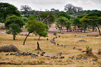 blue wildebeests and zebras