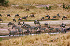 blue wildebeests and zebras