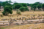 blue wildebeests and zebras