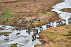 blue wildebeests and zebras