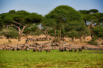 blue wildebeests