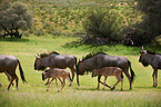 blue wildebeests