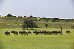 blue wildebeests