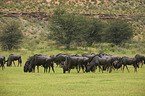 blue wildebeests