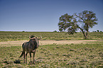 blue wildebeest