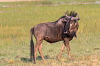 blue wildebeest