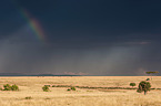 Blue Wildebeest with rainbow