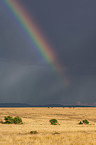 Blue Wildebeest with rainbow