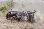 Blue Wildebeests climb a slope