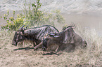 Blue Wildebeests climb a slope
