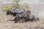 Blue Wildebeests climb a slope