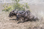 Blue Wildebeests climb a slope