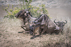 Blue Wildebeests climb a slope