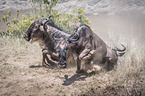 Blue Wildebeests climb a slope