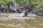 Nile Crocodile kills Blue Wildebeest